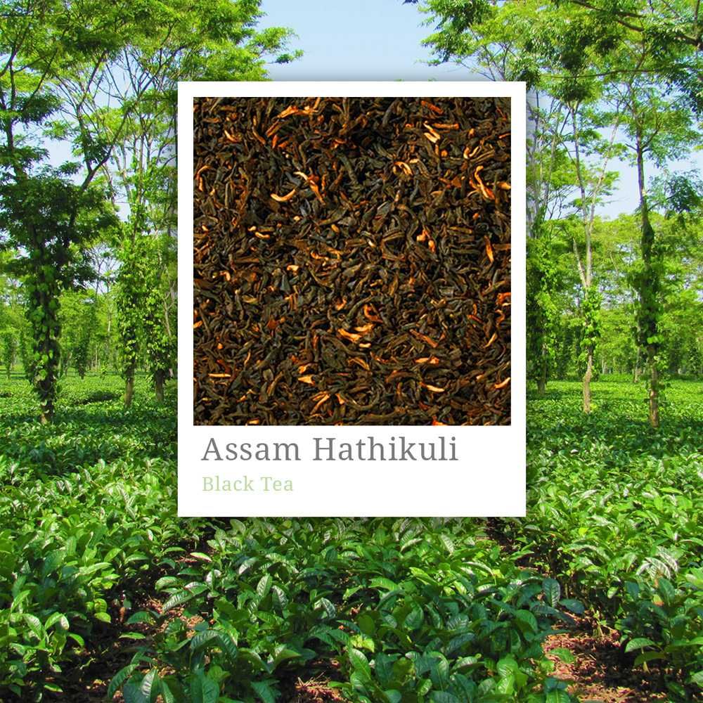 Assam Hathikuli Tea
