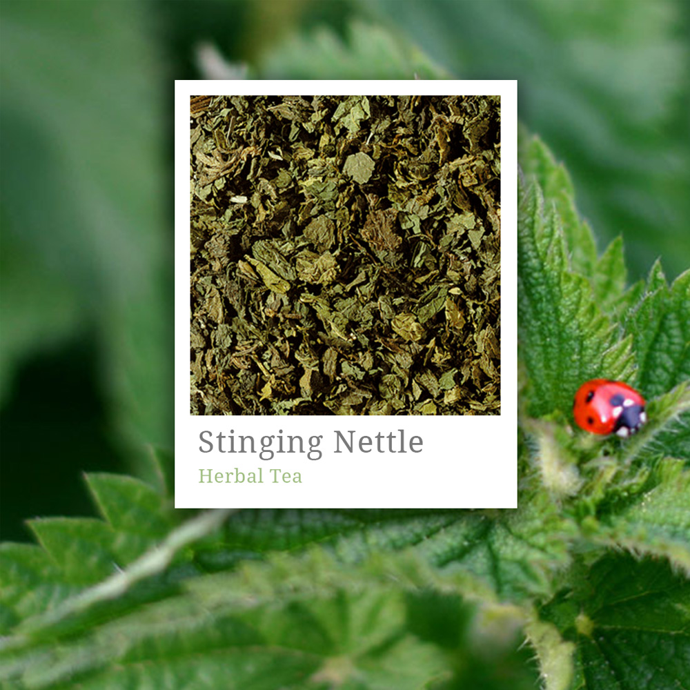 Stinging Nettle Herbal Tea