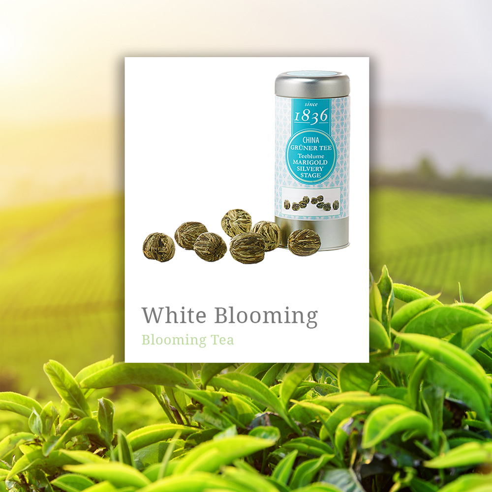 Blooming White Tea